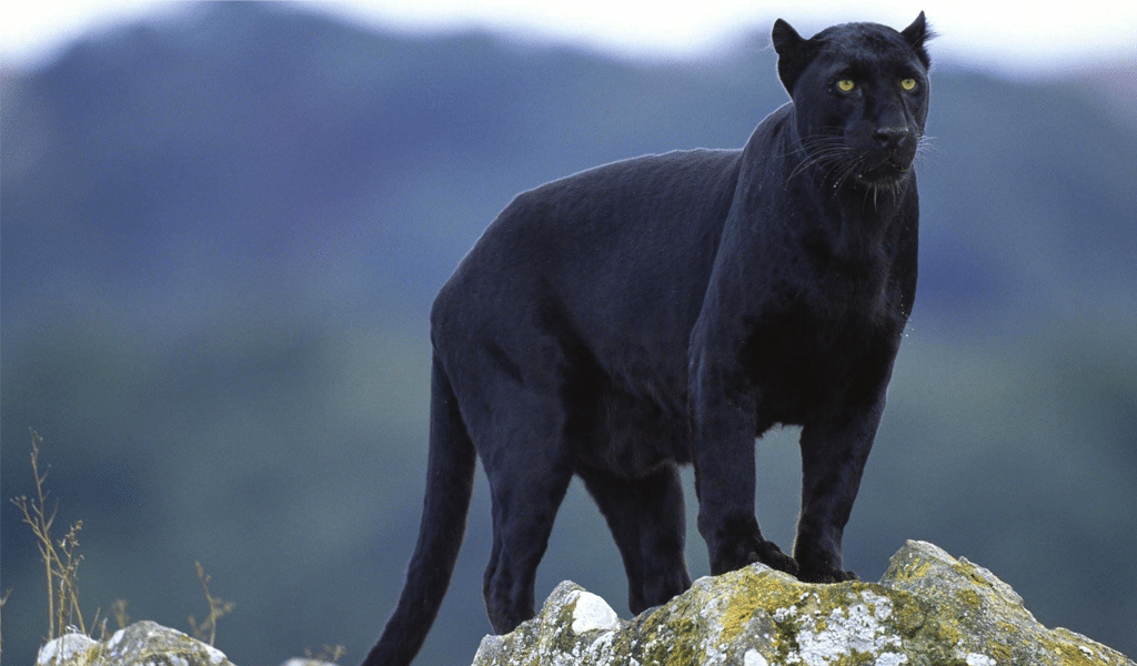Black Puma Animal