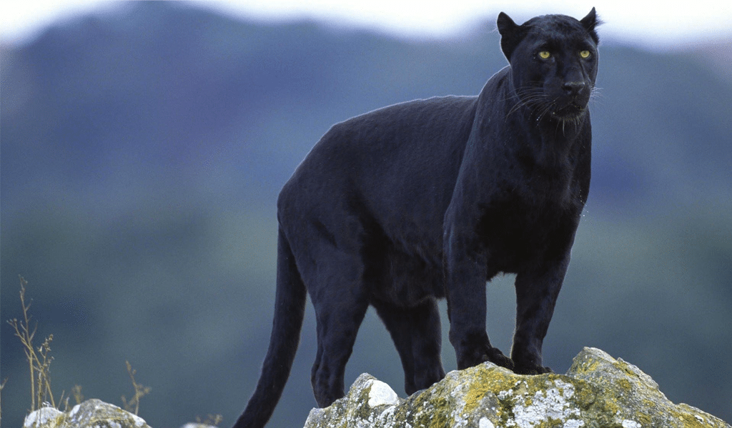 Black Puma Animal.png