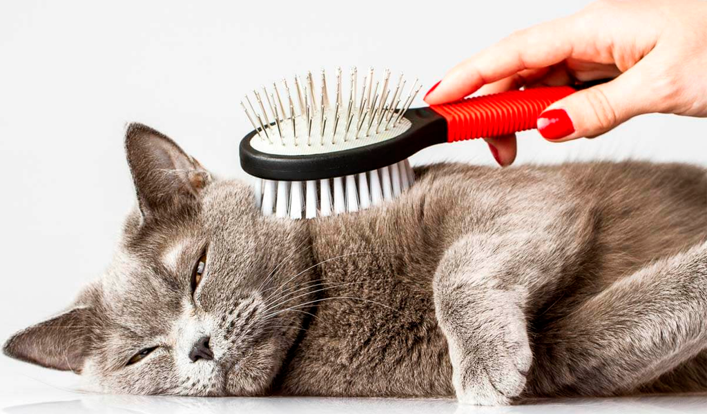 Cat Comb